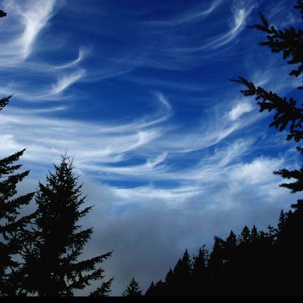 Fine white strands cross blue sky above trees.